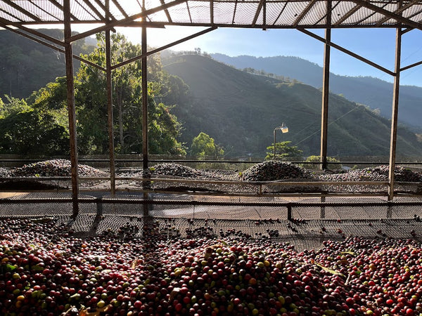 Coffee cherries drying in front of the Costa Rican Mountains